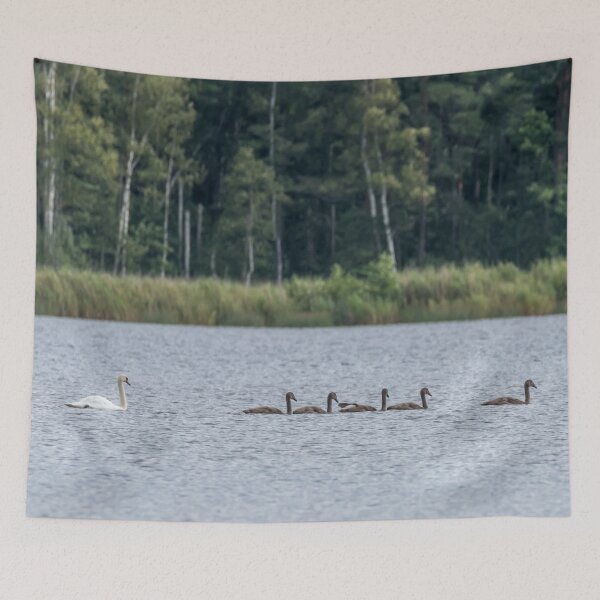 Item preview, Family of Swans Swimming on a Lake designed and sold by Jon Shore.