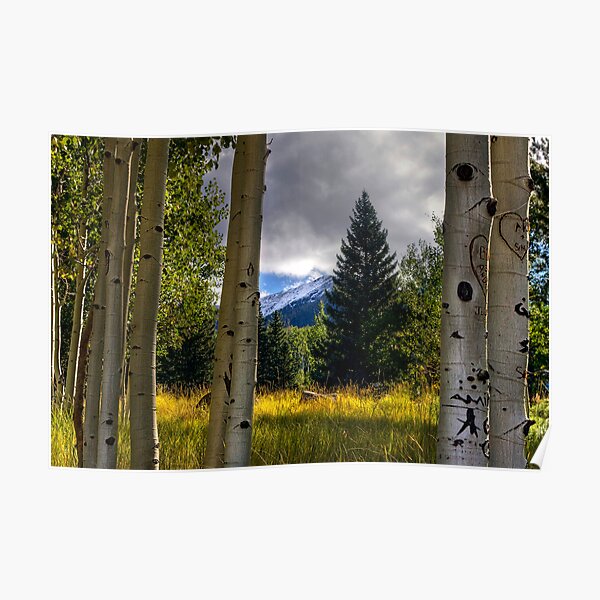 Nature's Window Poster
