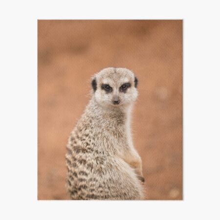 Meerkat Art Board Print