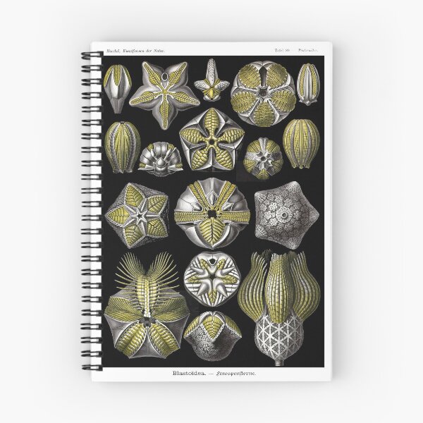 Item preview, Plate 80. Blastoidea, a class of extinct sea urchins and starfish designed and sold by Squirrox.
