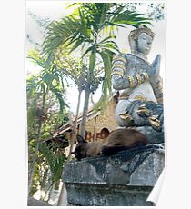 Siamese Cat Sleeps with Buddha Poster