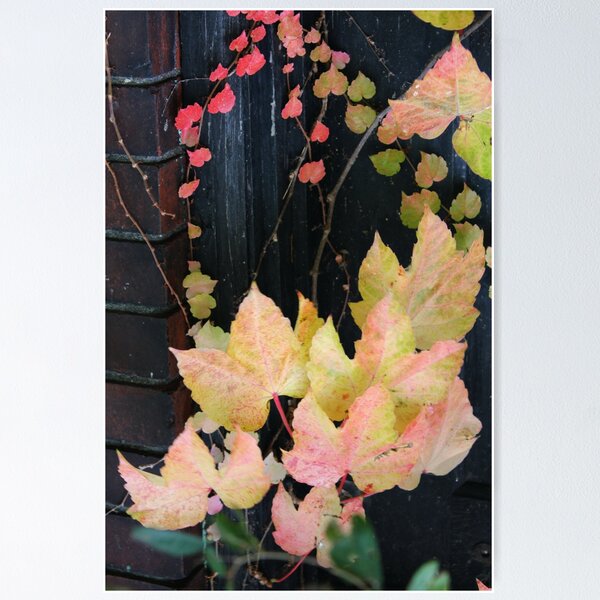 Item preview, Rustic Autumn Vines Against An Old Building 1 designed and sold by Jamiecreates1.