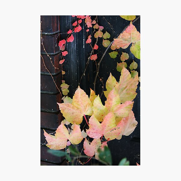 Item preview, Rustic Autumn Vines Against An Old Building 1 designed and sold by Jamiecreates1.