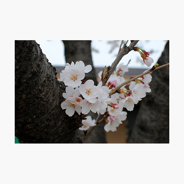 Item preview, Blossoming designed and sold by Breanna Perkins.