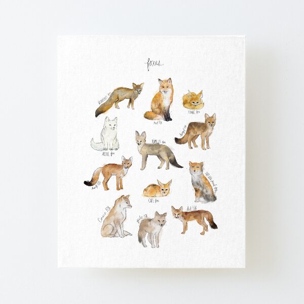 Foxes Canvas Mounted Print