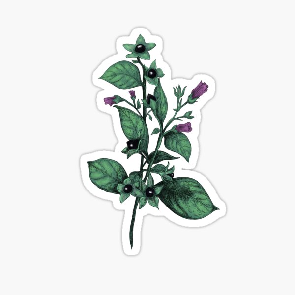 Fiefurie  Belladonna   This plant is one of the most toxic known to  mankind It also goes by the beautiful name deadly nightshade This one  fits perfectly on the wonderfull
