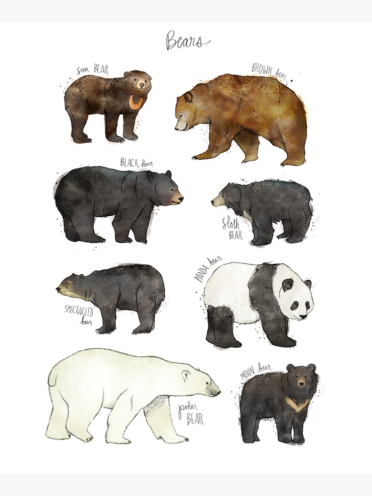 Bears by AmyHamilton