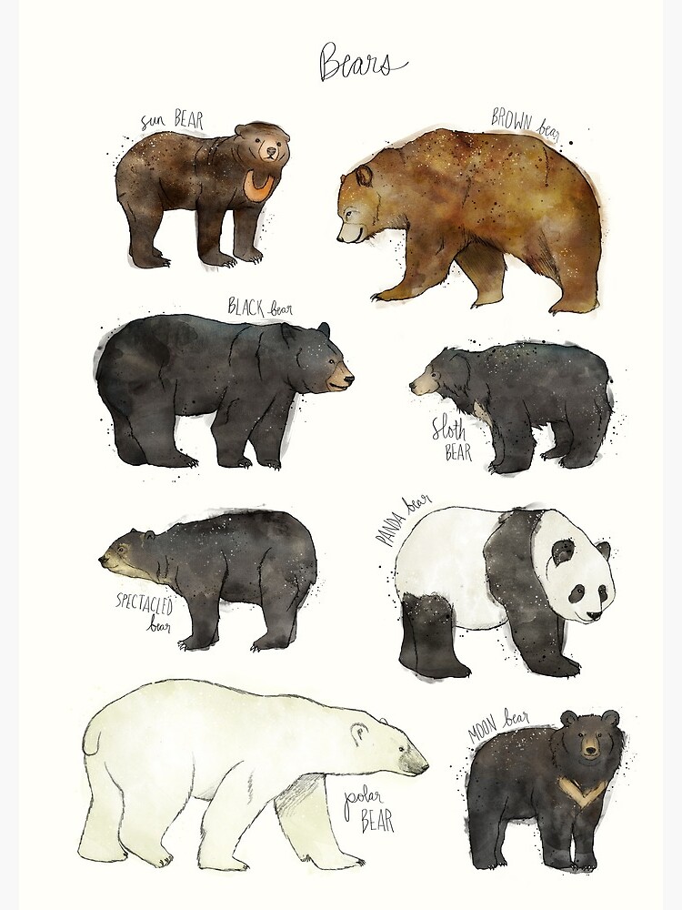 Bears by AmyHamilton