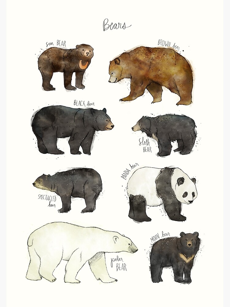 Bears by AmyHamilton