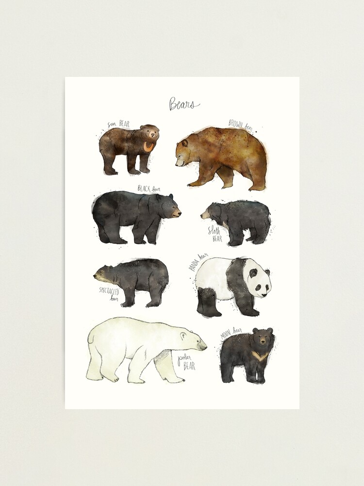 Alternate view of Bears Photographic Print