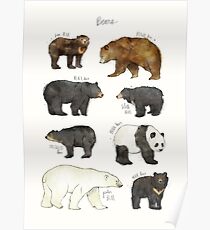 Bears Poster