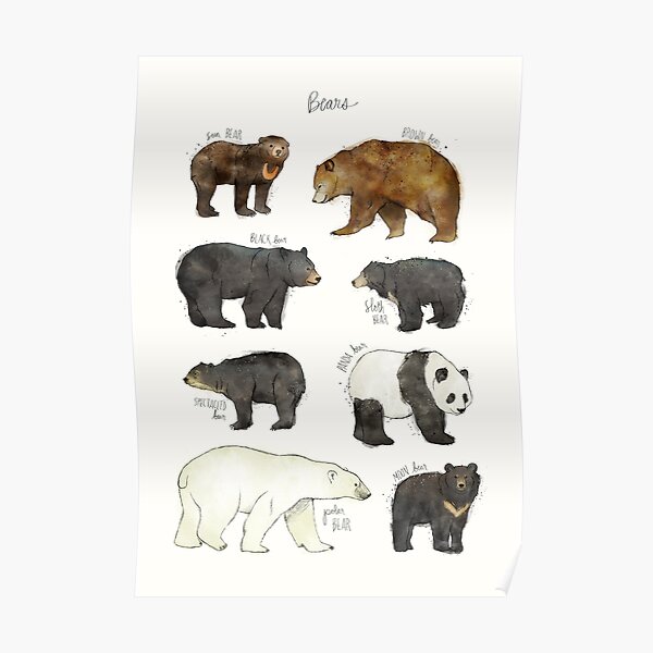 Bear Posters Redbubble