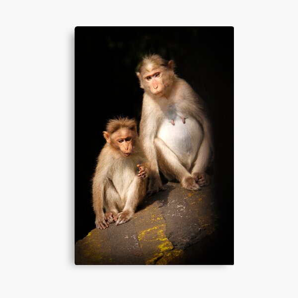 Monkeying Around Canvas Print