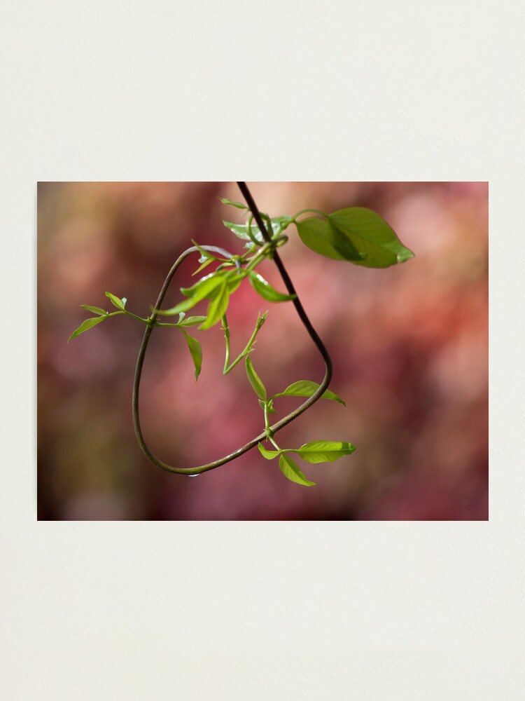Alternate view of Natural loop Photographic Print
