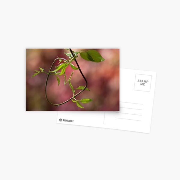 Natural loop Postcard