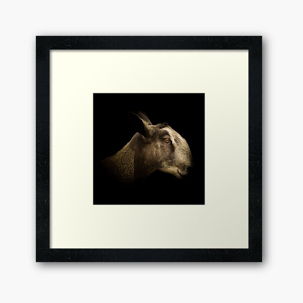 Item preview, Bluefaced Leicester designed and sold by RichardSayer.