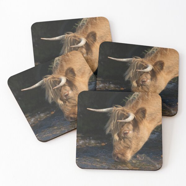 Item preview, Highland Cow Drinking From A Stream designed and sold by rawshutterbug.