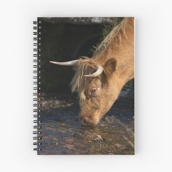 Item preview, Highland Cow Drinking From A Stream designed and sold by rawshutterbug.