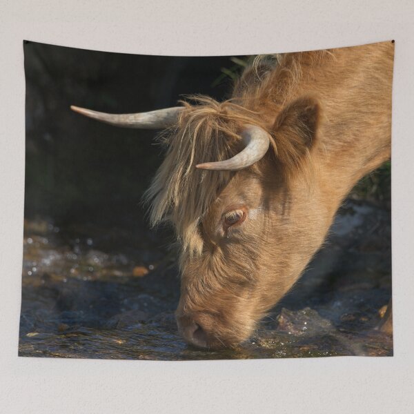Item preview, Highland Cow Drinking From A Stream designed and sold by rawshutterbug.
