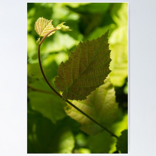 Item preview, Hazel Leaves - New Life in the Springtime Forest designed and sold by Georgia Mizuleva.