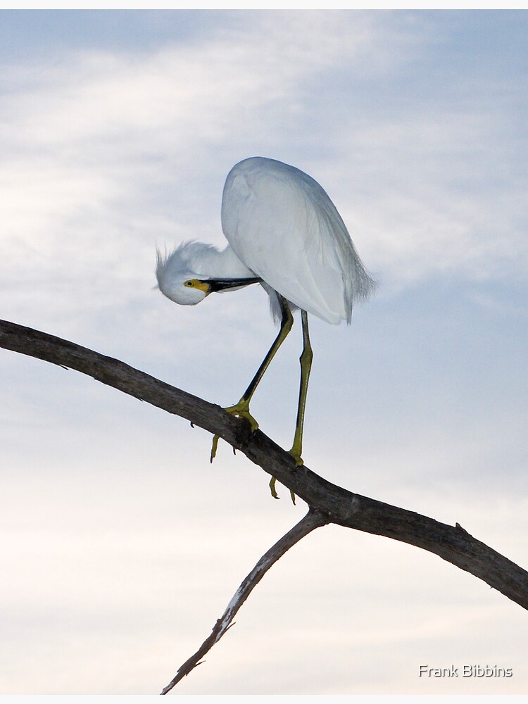Snowy Egret Sunset by organicman2