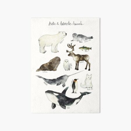 Arctic & Antarctic Animals Art Board Print