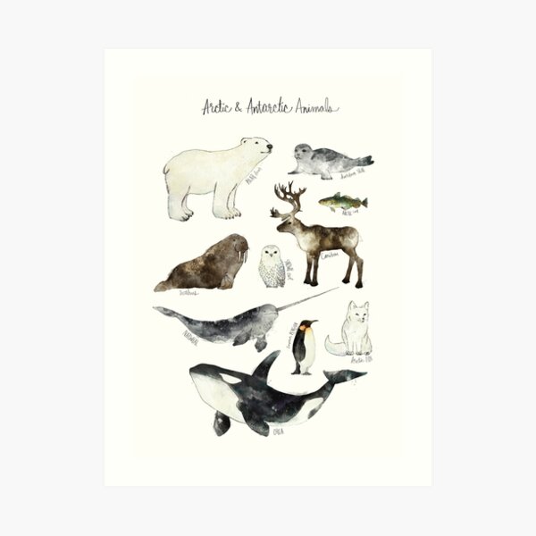 Arctic & Antarctic Animals Art Print