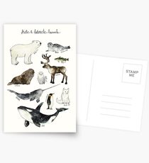 Arctic & Antarctic Animals Postcards