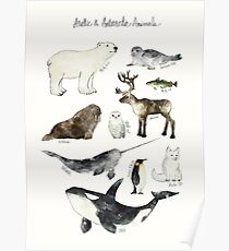 Arctic & Antarctic Animals Poster