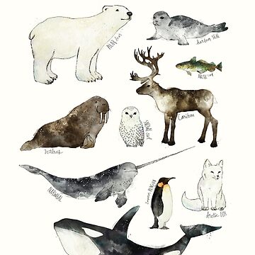 Artwork thumbnail, Arctic & Antarctic Animals by AmyHamilton