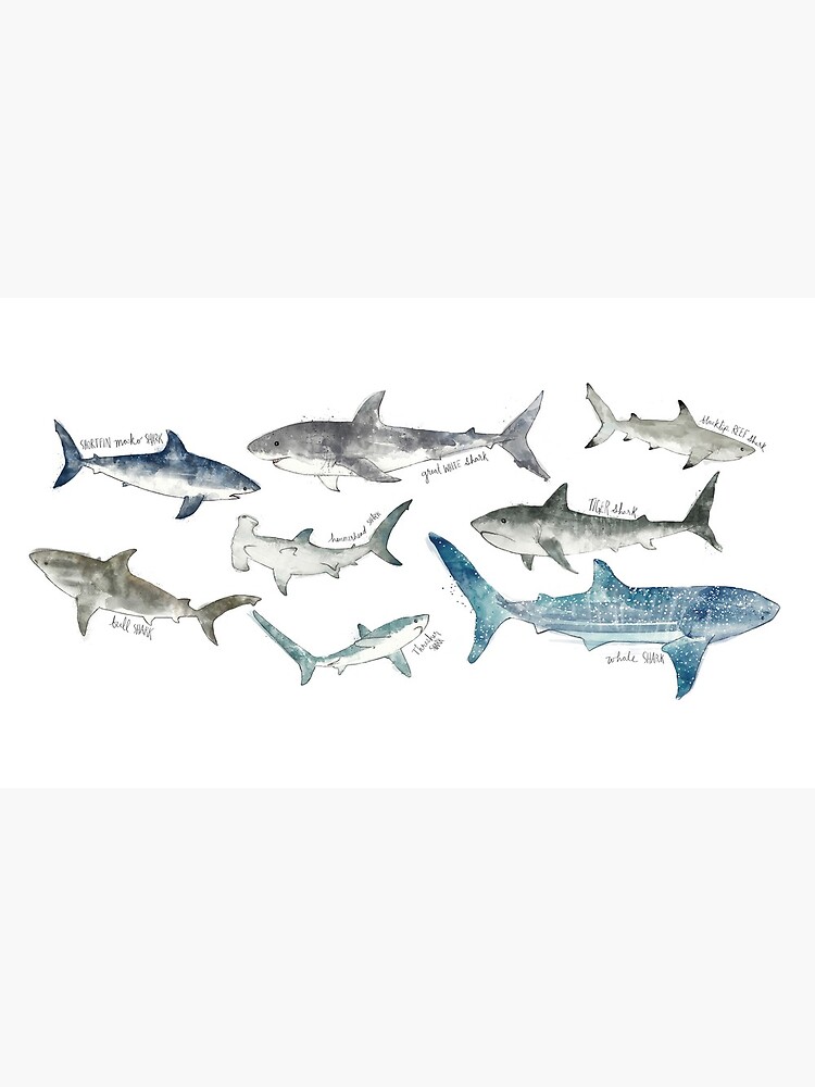 Sharks by AmyHamilton