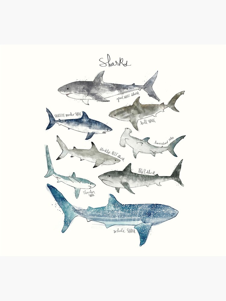 Sharks by AmyHamilton