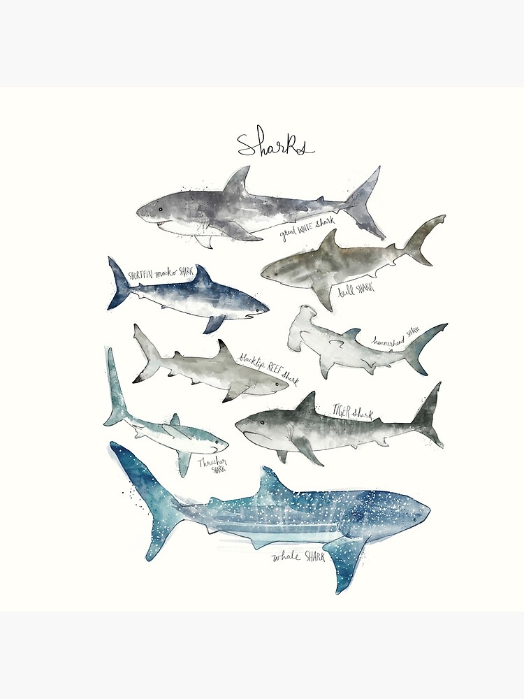 Sharks by AmyHamilton