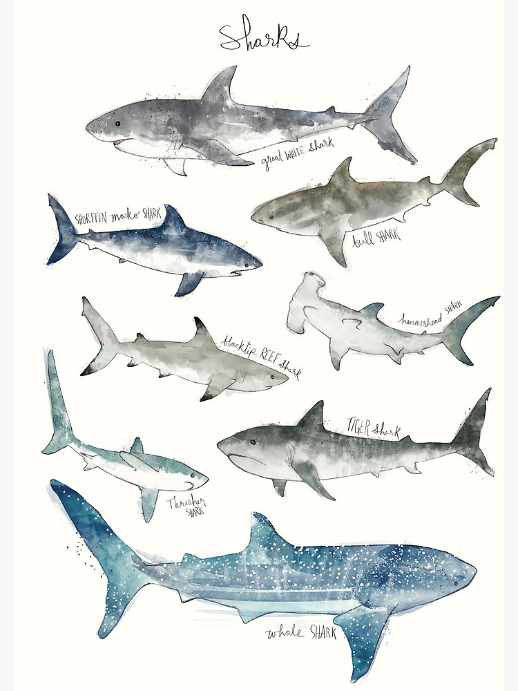 Sharks by AmyHamilton