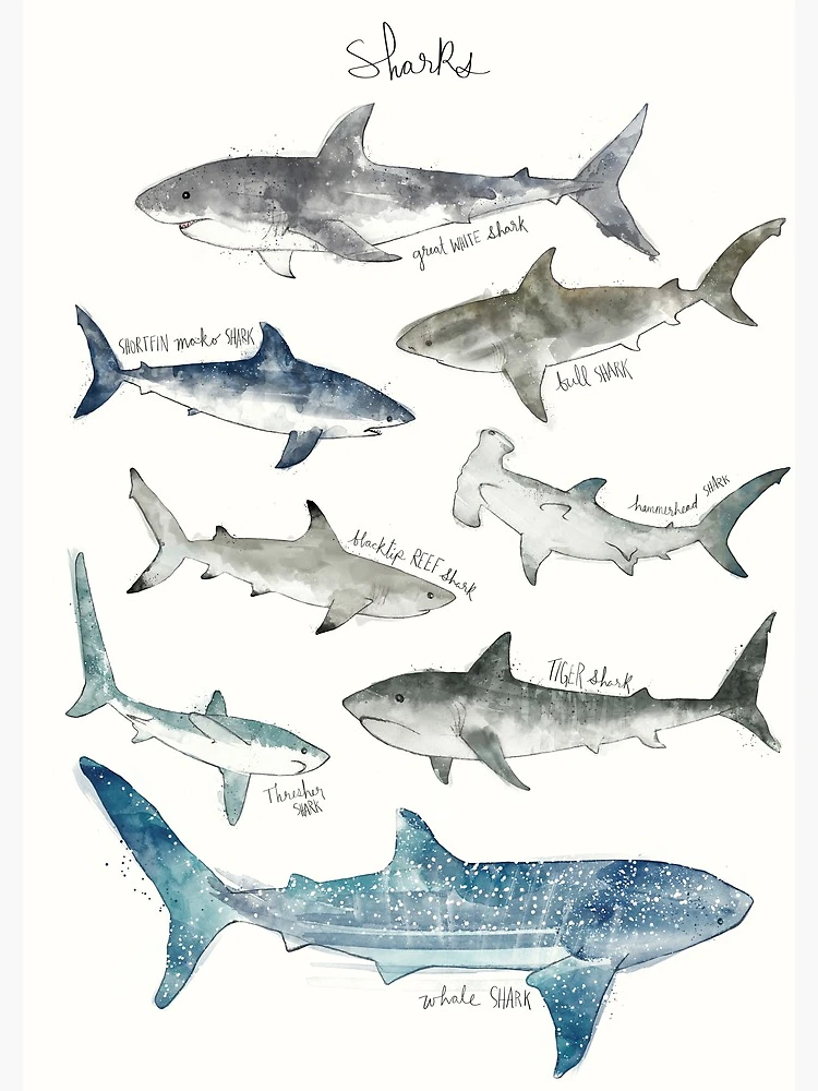 Thumbnail 3 of 3, Journal, Sharks designed and sold by Amy Hamilton.