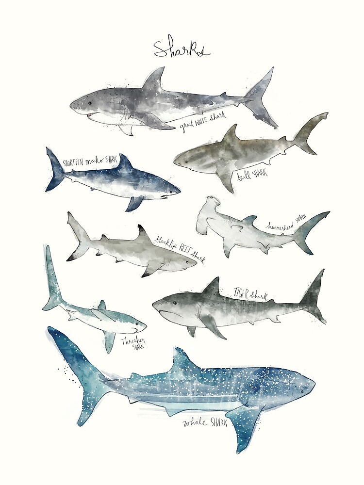 Artwork view, Sharks designed and sold by Amy Hamilton