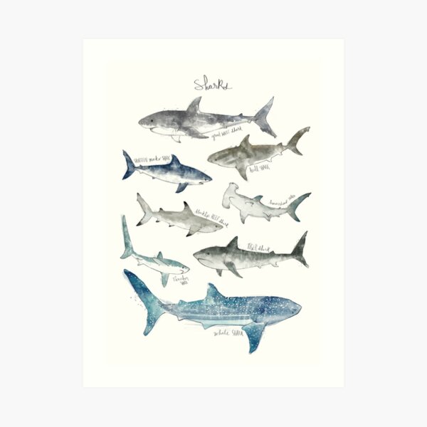 Sharks Art Print
