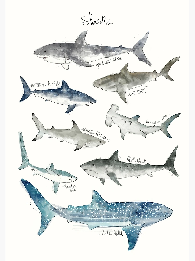 Thumbnail 3 of 3, Poster, Sharks designed and sold by Amy Hamilton.