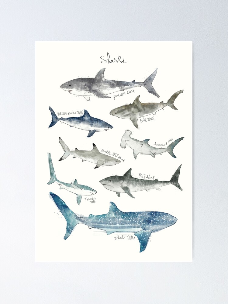Thumbnail 1 of 3, Poster, Sharks designed and sold by AmyHamilton.