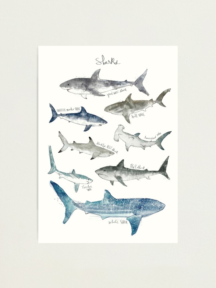 Alternate view of Sharks Photographic Print