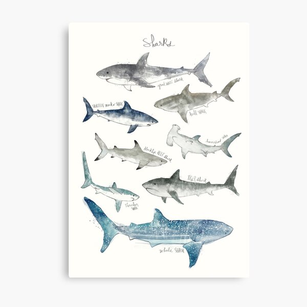 Sharks Metal Print