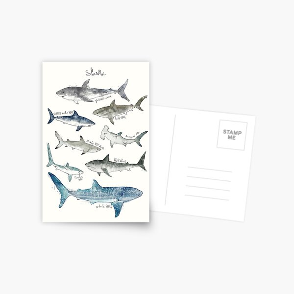 Sharks Postcard