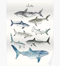 Sharks Poster