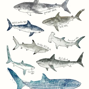 Artwork thumbnail, Sharks by Amy Hamilton