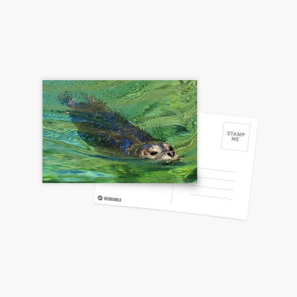 Harbor seal Postcard