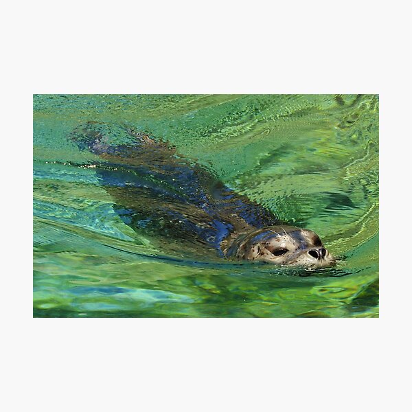 Harbor seal Photographic Print