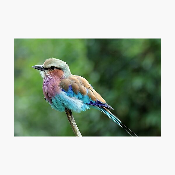 Lilac Breasted-Roller Photographic Print