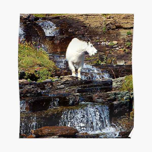 Logan Pass Mountain Goat Poster