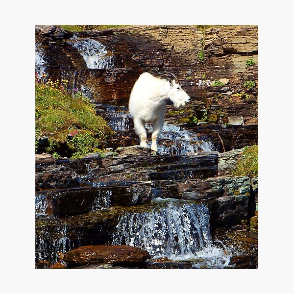 Logan Pass Mountain Goat Photographic Print