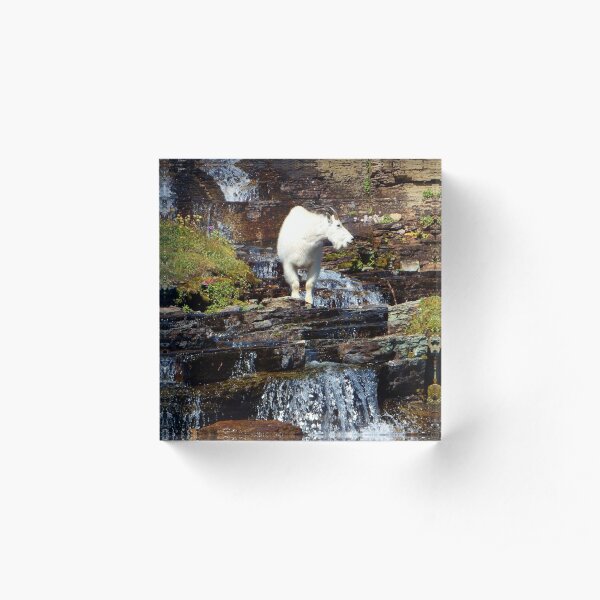 Logan Pass Mountain Goat Acrylic Block
